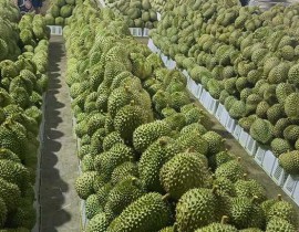 Durian prices surge as demand from China jumps