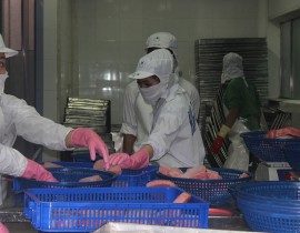 Export of tuna to Chile on the rise