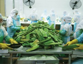 Growing Demand: Vietnam's Processed Fruits and Vegetables Gain Traction in Global Markets