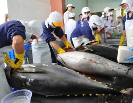 Export of tuna to the US market is gradually recovering and showing positive signs in 2024