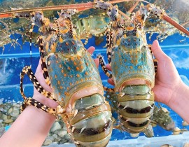 The export of lobster to the Chinese market has experienced a remarkable surge, increasing by 27 times compared to previous levels