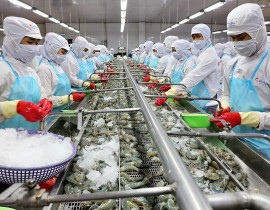 Vietnamese shrimp exports to the United States are facing the looming threat of countervailing duties