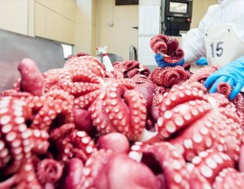 The export of squid and octopus is expected to decrease slightly in the first quarter of the year